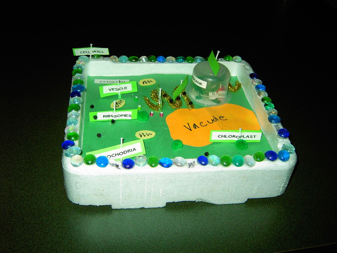 plant cell model project
